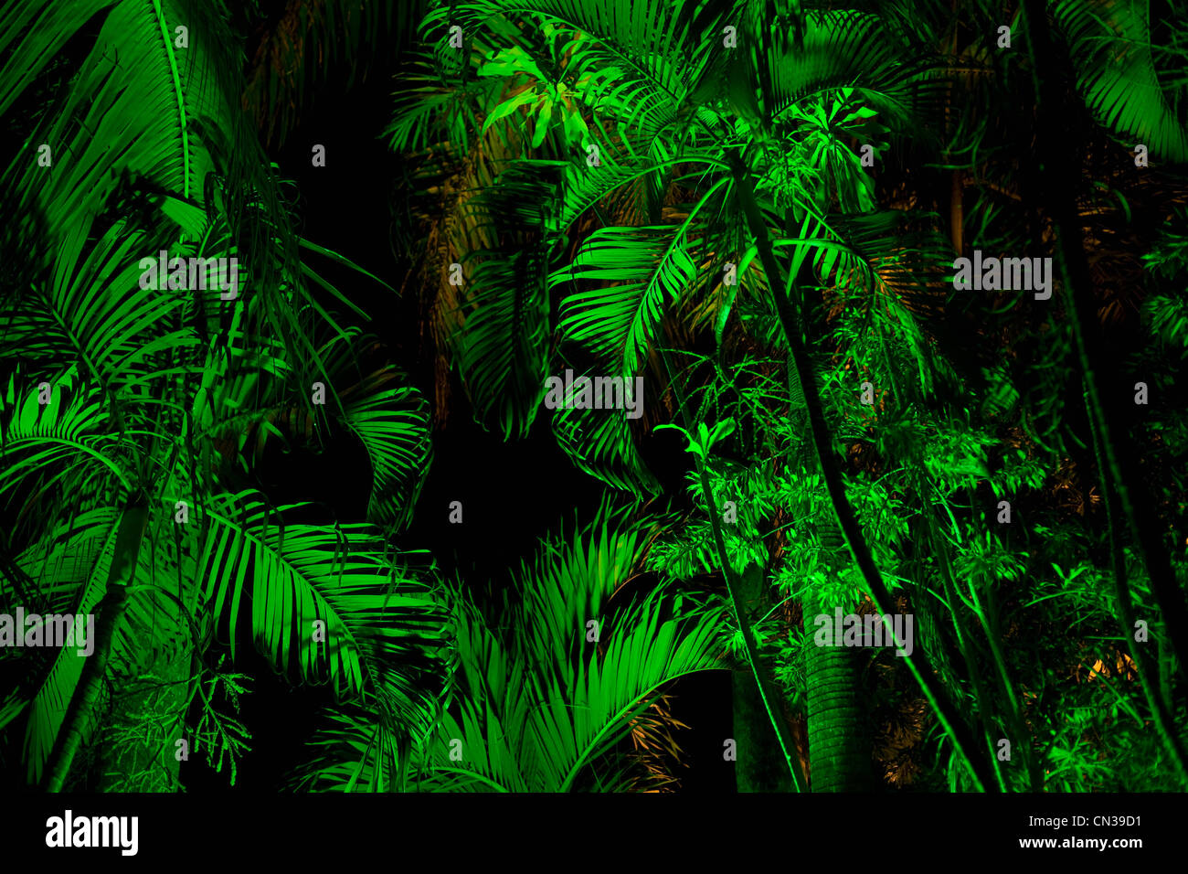 Blätter in der Nacht, Bandar Seri Bagawan, Brunei beleuchtet Stockfoto