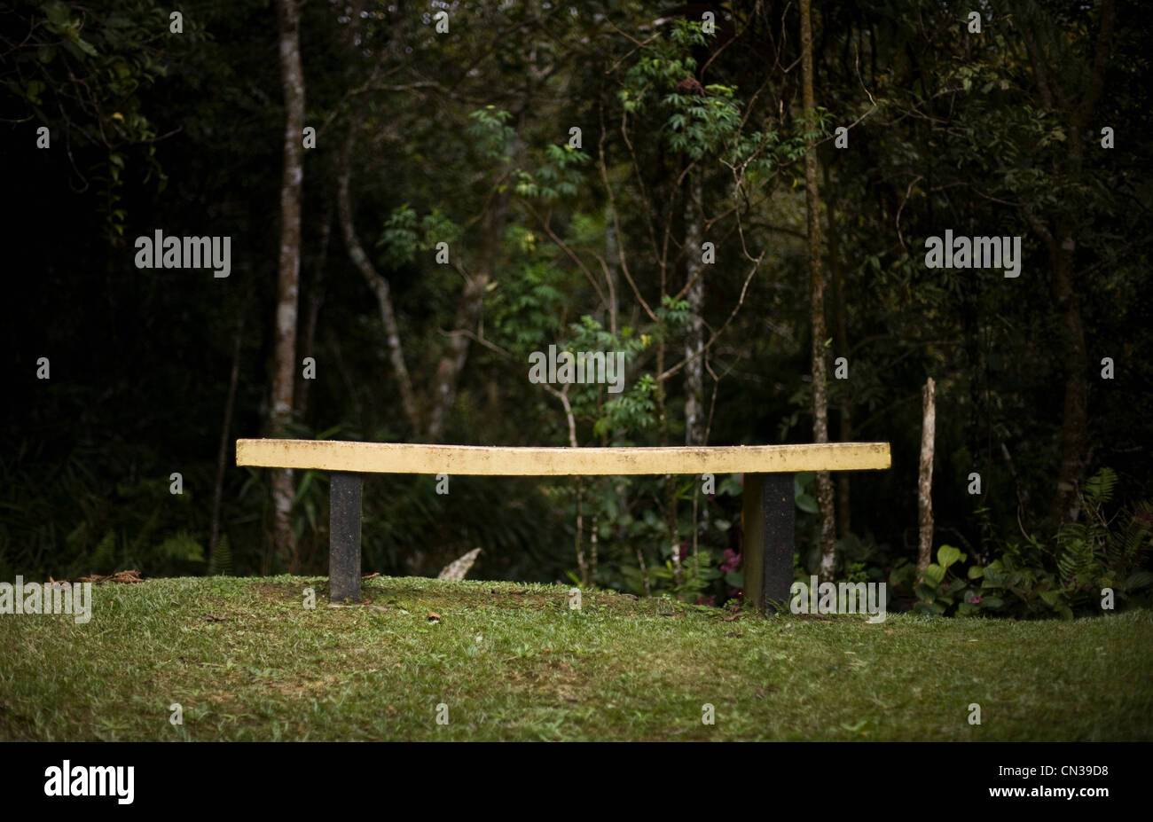 Gelbe Bank im Wald, Mt Kinabalu, Malaysia Stockfoto