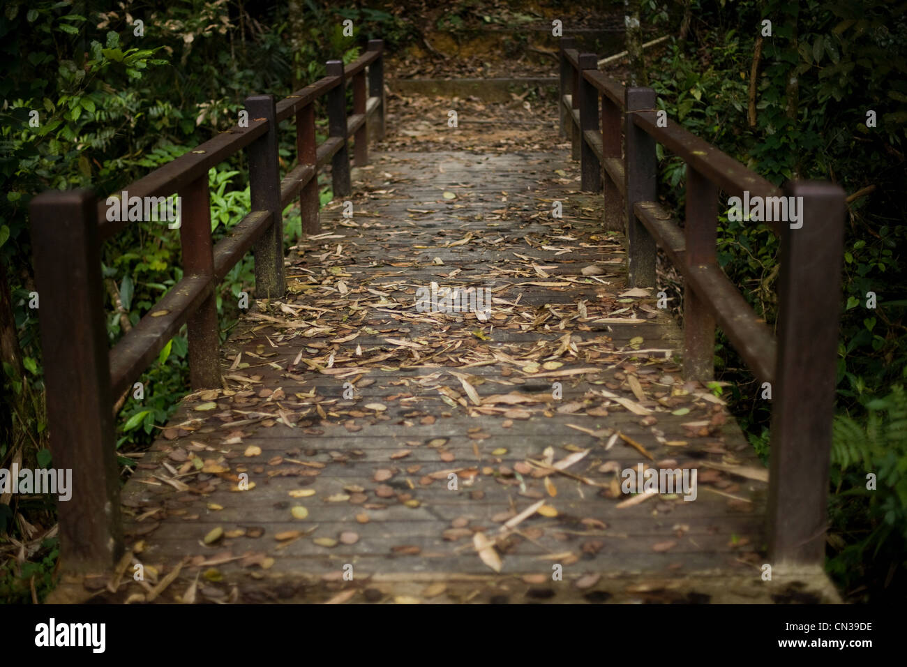Pfad im Wald, Mt Kinabalu, Malaysia Stockfoto