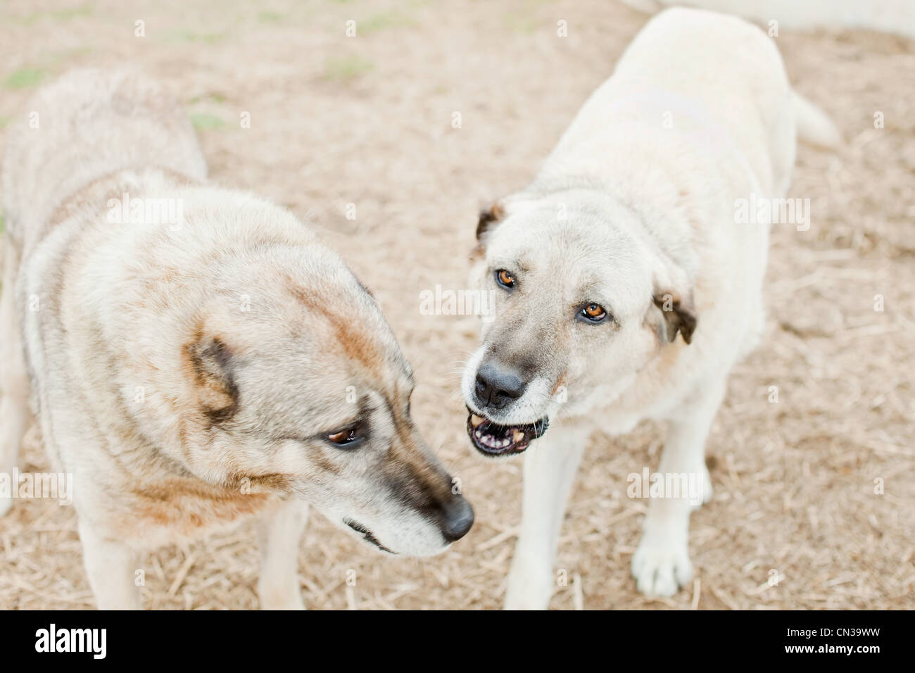Zwei Hunde auf dem Bauernhof Stockfoto