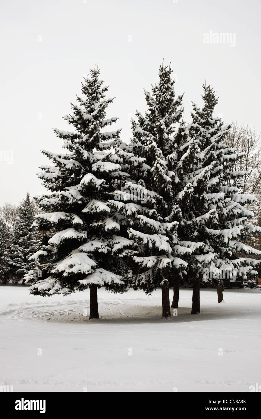 Verschneite Bäume Stockfoto