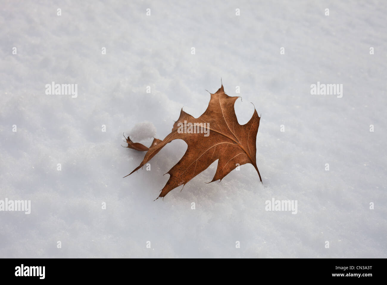 Einzelnes Blatt im Schnee Stockfoto