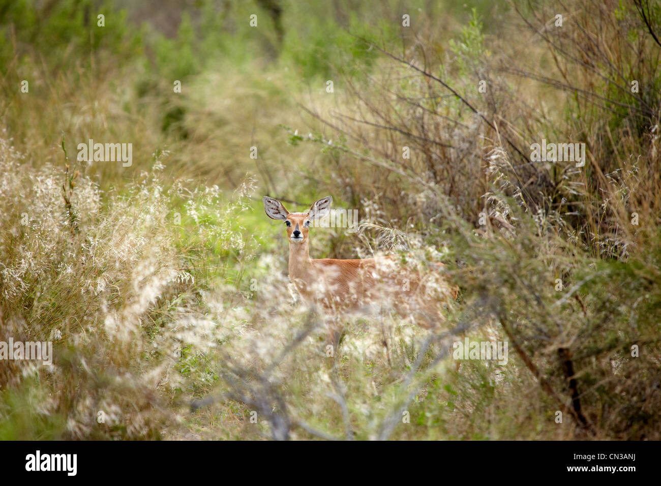 Steinböckchen versteckt in Büschen, Okavango Delta, Botswana, Afrika Stockfoto