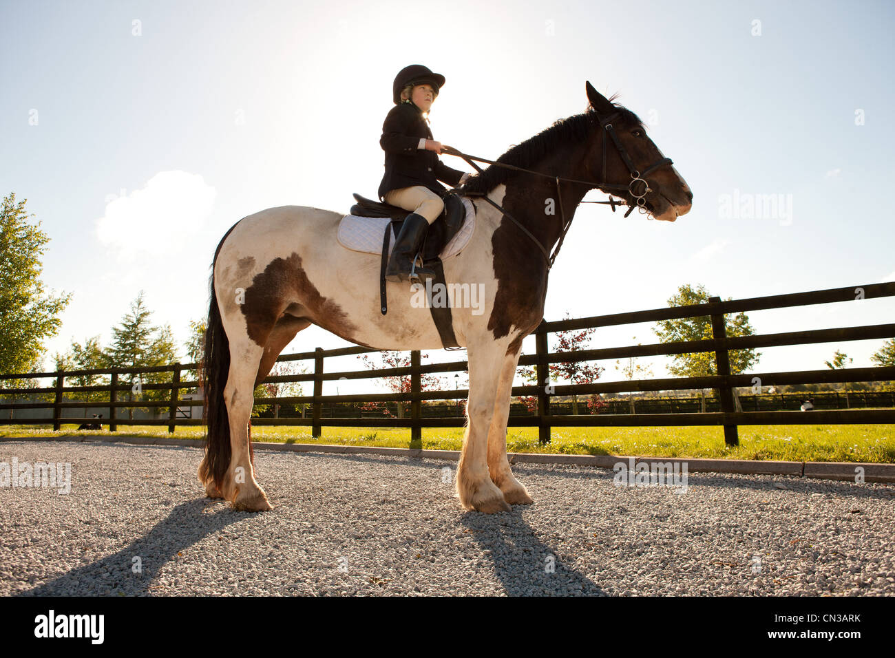 Junge Pferde Reiten im Sonnenlicht Stockfoto