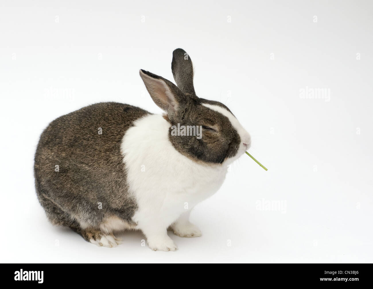 Niederländische Hauskaninchen auf weißem Hintergrund. Stockfoto