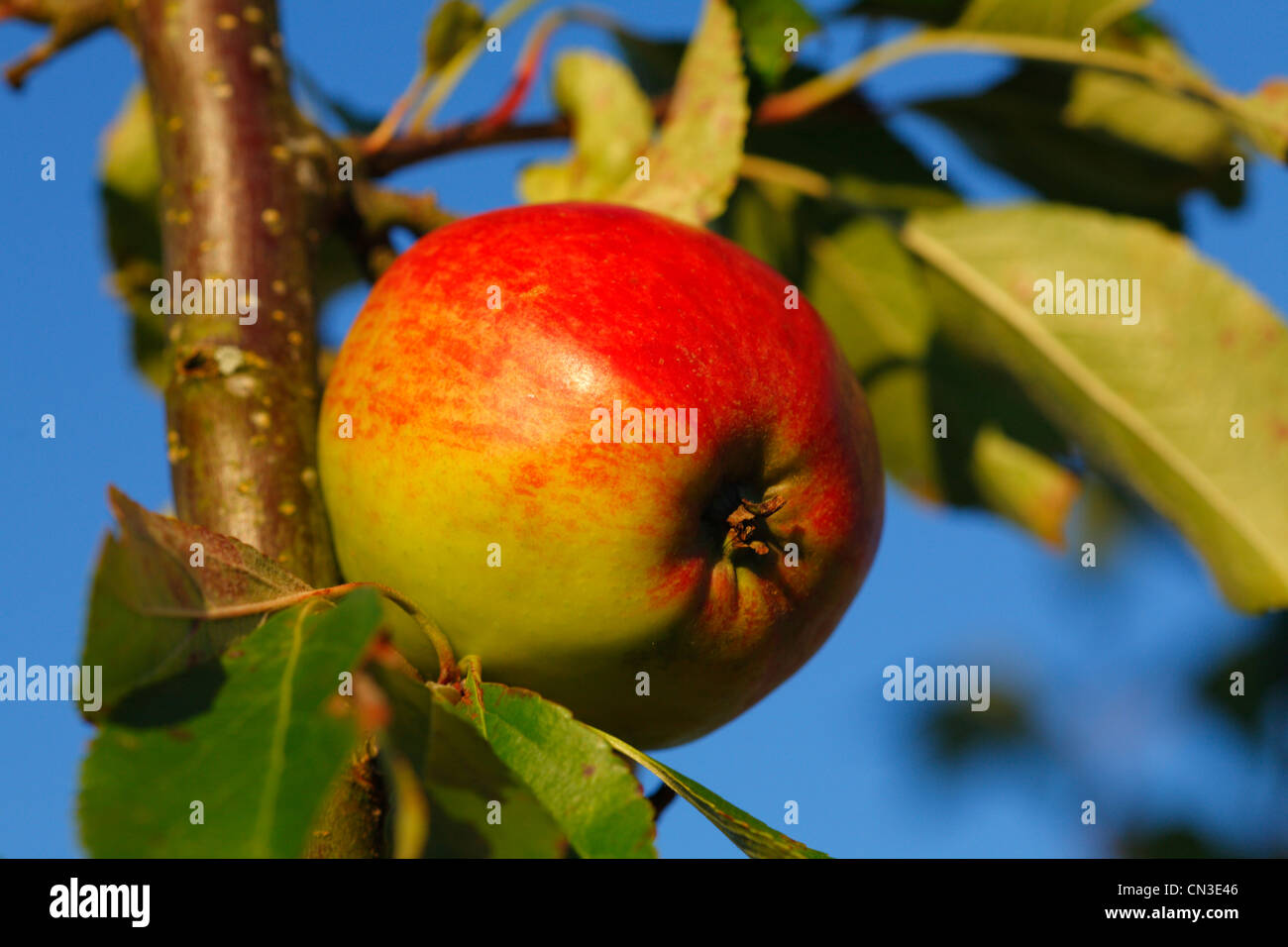 Angebaut (Malus Domestica) Apfelsorte "Red Falstaff". Eine Dessert-Auswahl. Stockfoto
