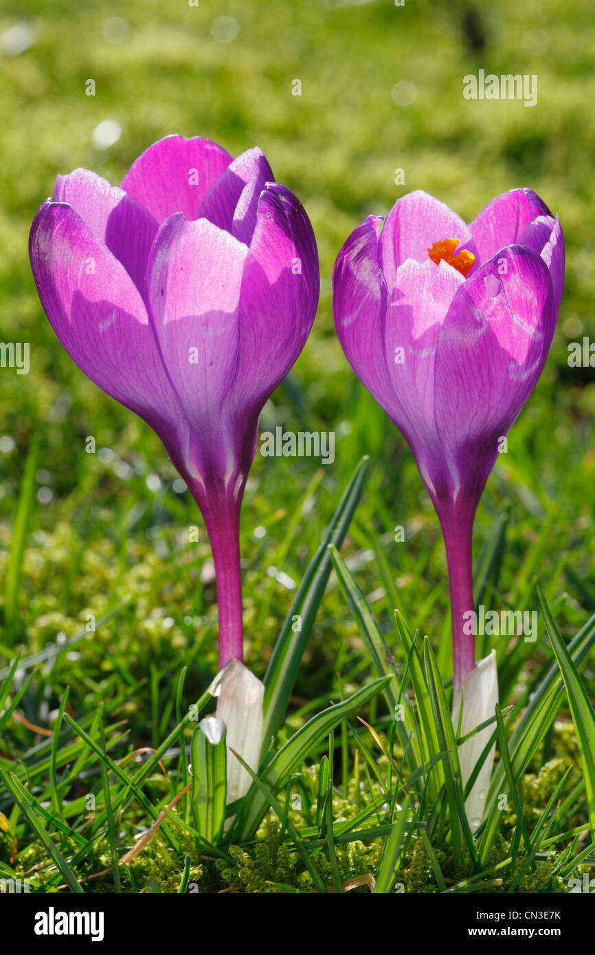 Crocus Vernus Blüte. Lila blühenden kultivierte Form. Powys, Wales. Februar. Stockfoto