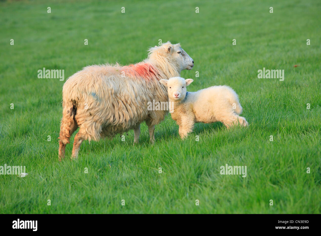 Kreuz-gezüchteten Ewe und Lamm auf einem Bio-Bauernhof. Powys, Wales. April. Stockfoto