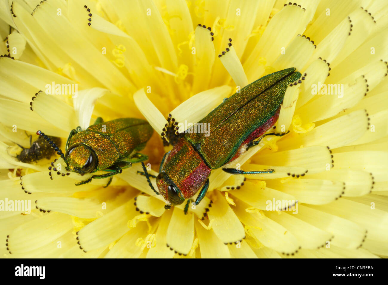 Buprestid Käfer (Anthaxia Hungarica) - Juwel Käfer. In einer Hawkbit Blume. Stockfoto