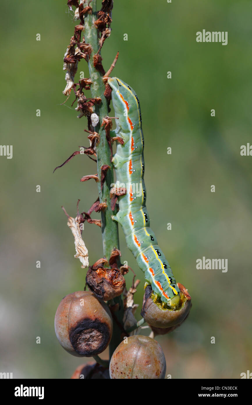 Larve von Schwert-Grass Moth (Xylena Exsoleta) ernähren sich von reifen Samen von einem Blaustern (Scilla sp.). Stockfoto