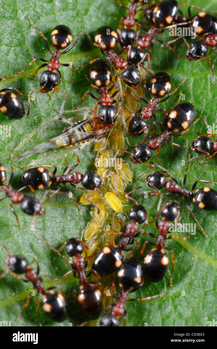 Arbeitnehmer von der Baum-lebende Ameise Dolichoderus Quadripunctatus Landwirtschaft Blattläuse auf einem Nussbaum-Blatt. Stockfoto