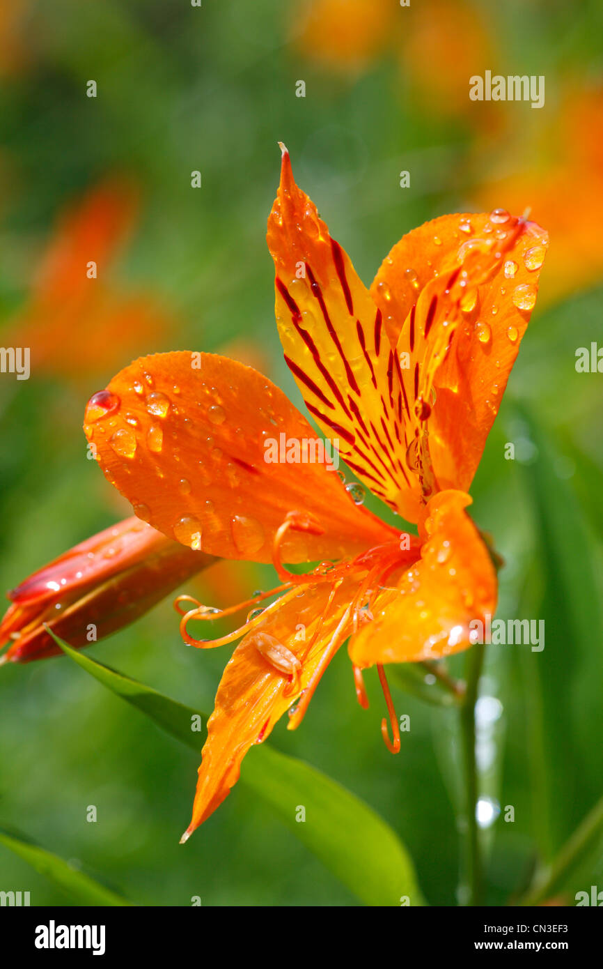 Peruanische Lilie (Alstroemeria Aurea) Nahaufnahme Blume, in einem Garten nach Regen. Powys, Wales. Juli. Stockfoto