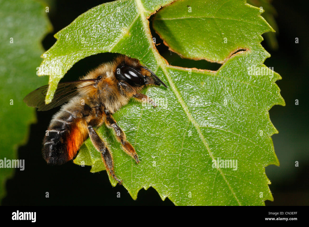 Blatt-Cutter Bee (Megachile Willughbiella) schneiden eine Scheibe von einem Birkenblatt (Betula). Snailbeach, Shropshire, England. Juli. Stockfoto