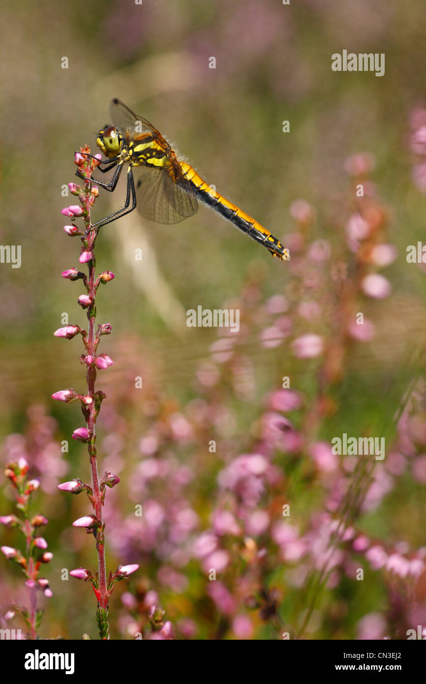 Black Darter Libelle (Sympetrum Danae) auf Heather. Shropshire, England. August. Stockfoto