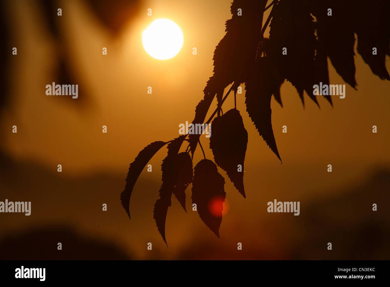 Blätter der Wildkirsche oder Gean (Prunus Avium) in der Morgendämmerung an einem nebligen Morgen. Powys, Wales. September. Stockfoto