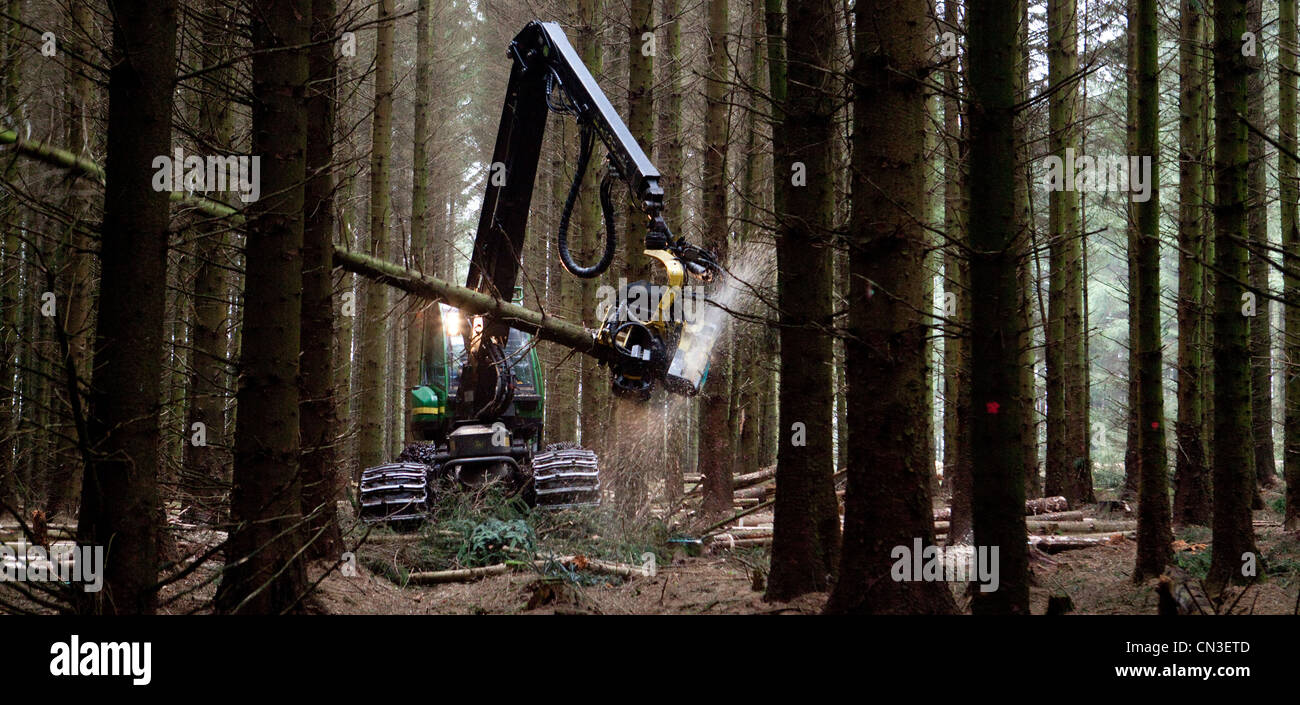 Forstwirtschaft-Bäume in der Forst-Holz mit einem John Deere Harvester in der Nähe von Ae Dorf, Dumfries and Galloway, Schottland, Großbritannien Stockfoto