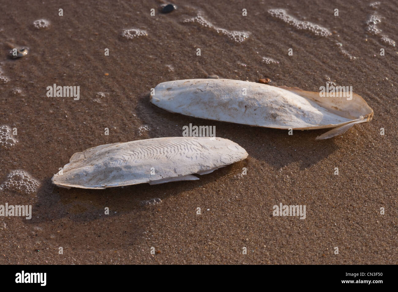 Knochen der Tintenfisch (Sepia Officinalis). Kalkhaltigen Unterstützung für lebende Cephalod, Sea Palling Strand, Norfolk. Stockfoto