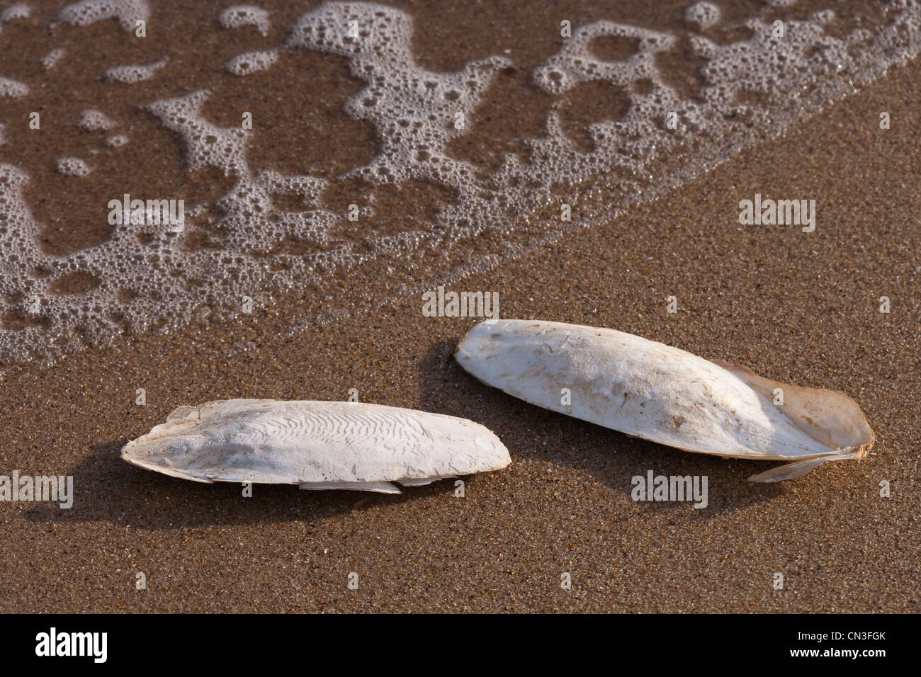 Knochen der Tintenfisch (Sepia Officinalis). Kalkhaltigen Unterstützung für lebende Cephalod, Sea Palling Strand, Norfolk. Stockfoto