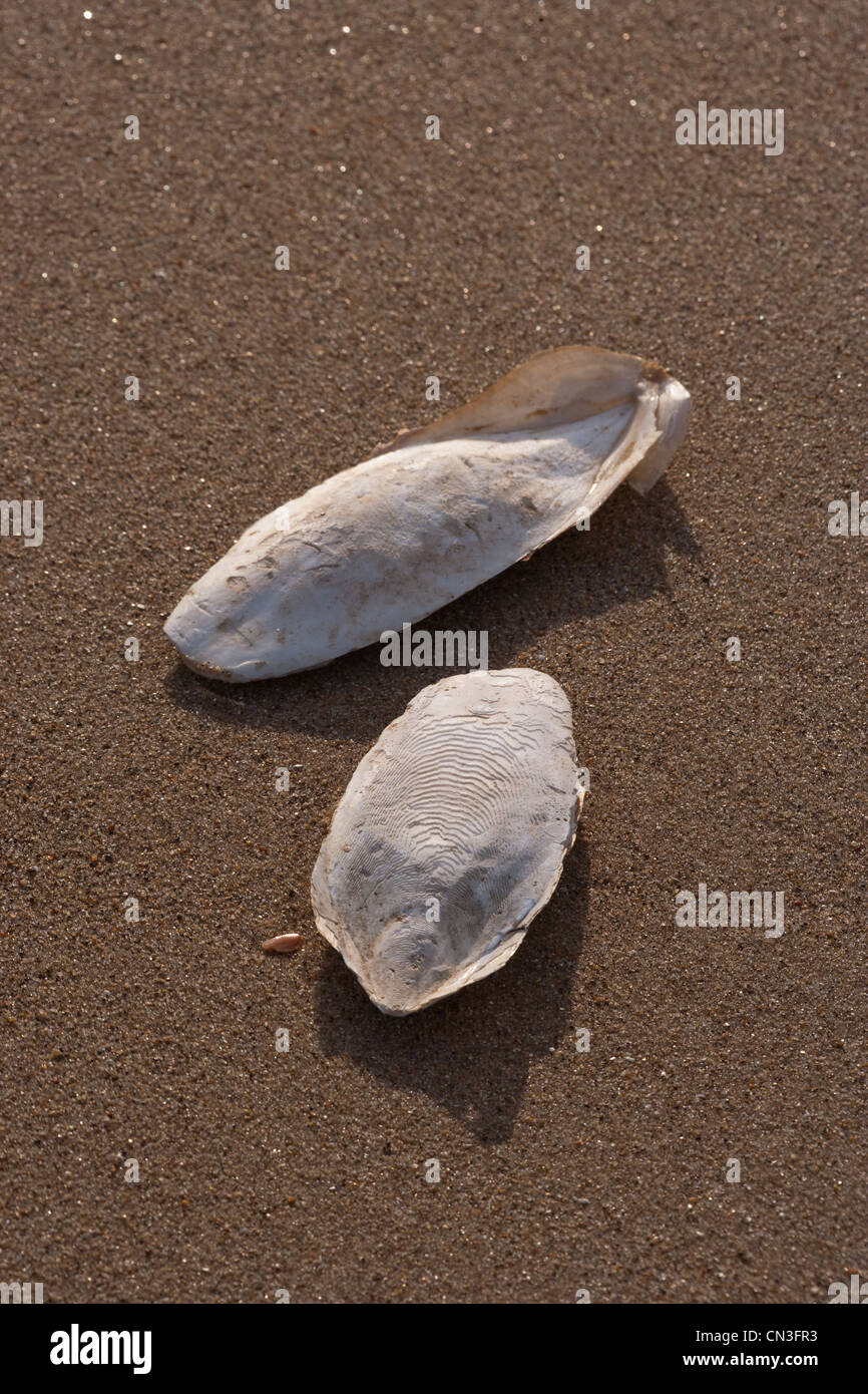 Knochen der Tintenfisch (Sepia Officinalis). Kalkhaltigen Unterstützung für lebende Cephalod, Sea Palling Strand, Norfolk. Stockfoto