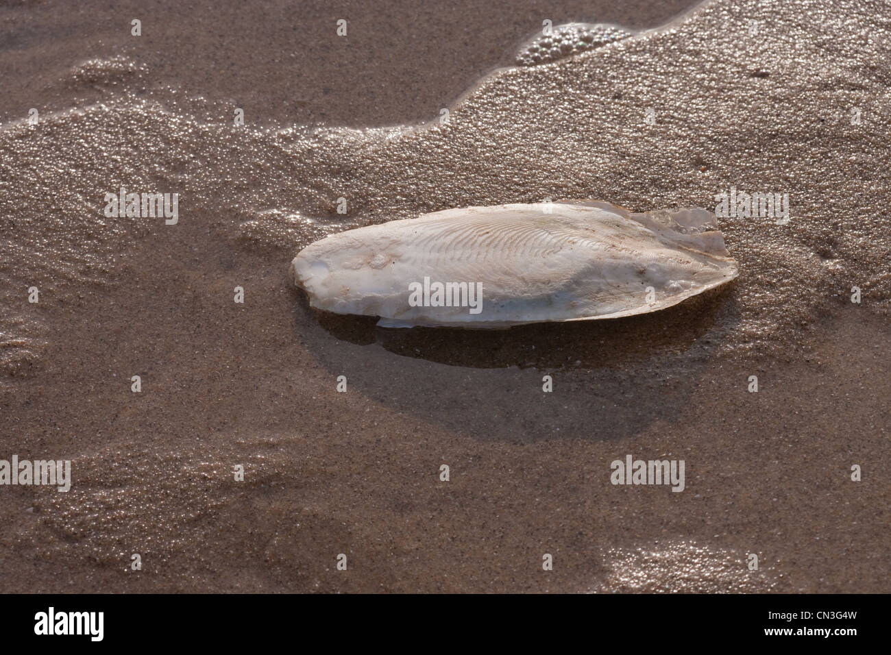 Knochen der Tintenfisch (Sepia Officinalis). Kalkhaltigen Unterstützung für lebende Cephalod, Sea Palling Strand, Norfolk. Stockfoto