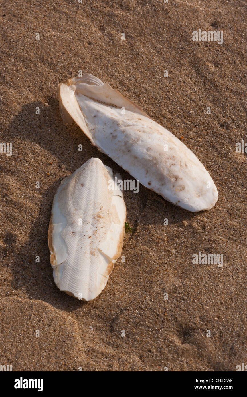 Knochen der Tintenfisch (Sepia Officinalis). Kalkhaltigen Unterstützung für lebende Cephalod, Sea Palling Strand, Norfolk. Stockfoto