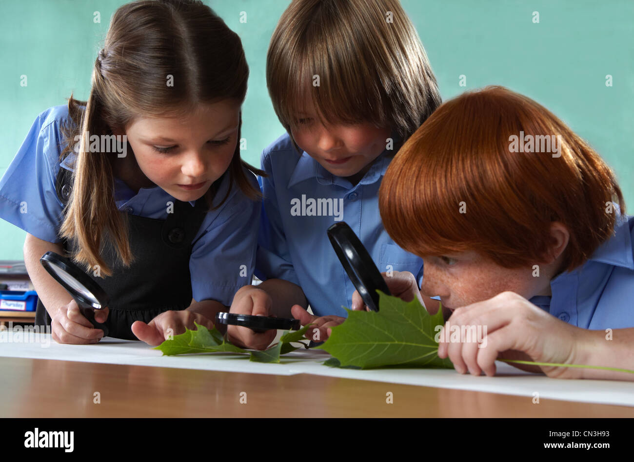 Schülerinnen und Schüler studieren Blätter mit Lupen in einem Klassenzimmer Stockfoto
