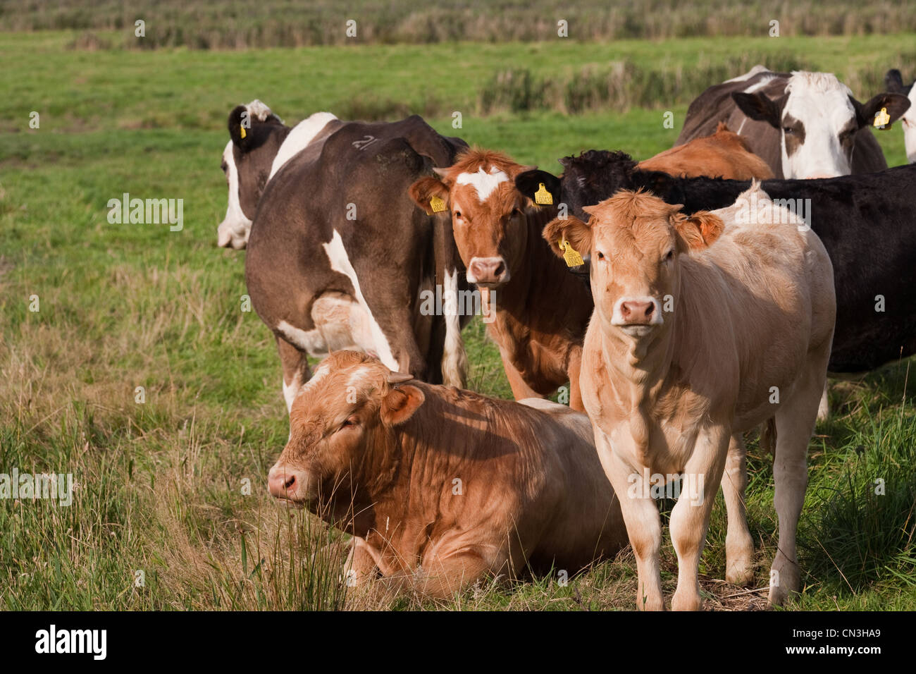 Rinder (Bos Taurus). Kreuz gezüchteten Ochsen. Freilandhaltung Beweidung Marsh. Ohrmarken. Norfolk. Stockfoto