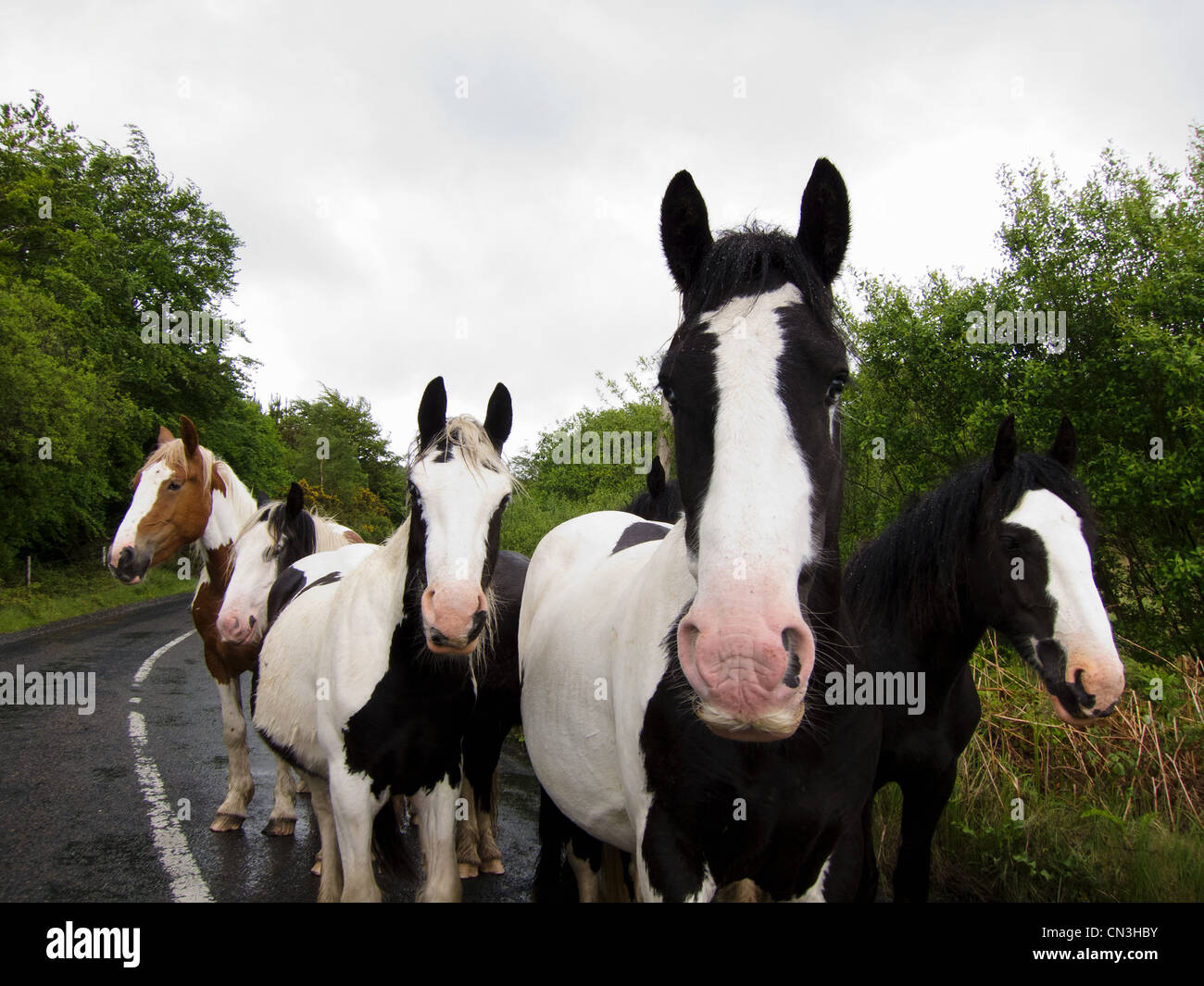 Gruppe von Pferden, die im Weg stehen Stockfoto