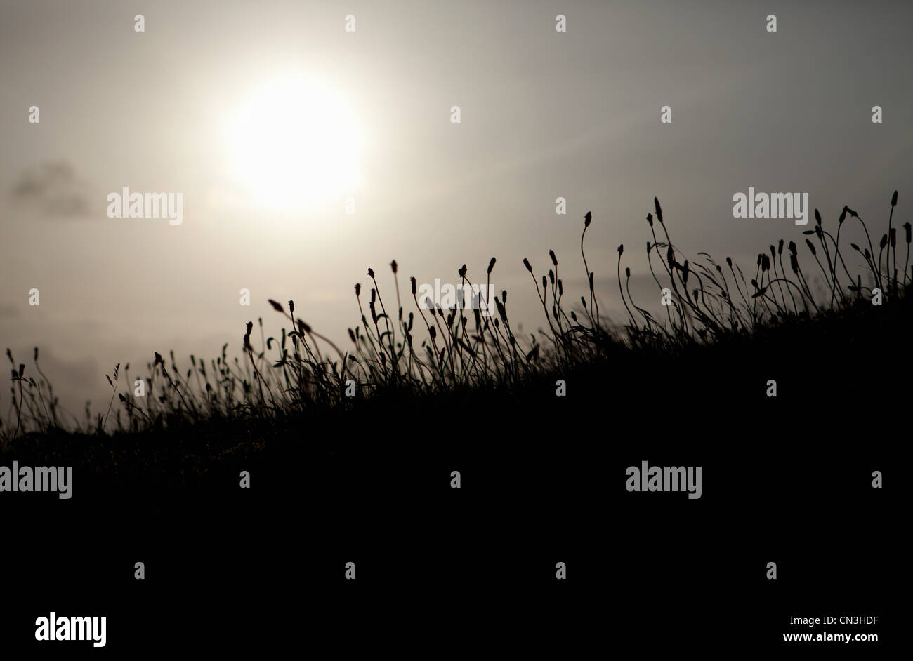 Hinterleuchtete Schilf Stockfoto