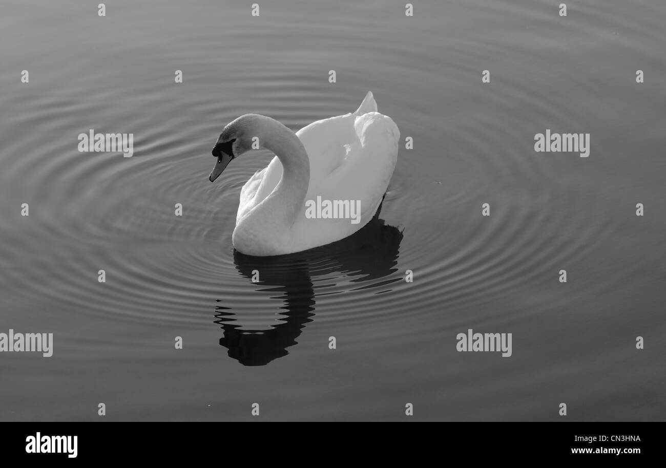 Ein Schwarzweiß-Aufnahme eines weißen Schwan in einem Pool von Wasser mit konzentrischen Wellen des Wassers, die nach außen reflektiert werden. Stockfoto