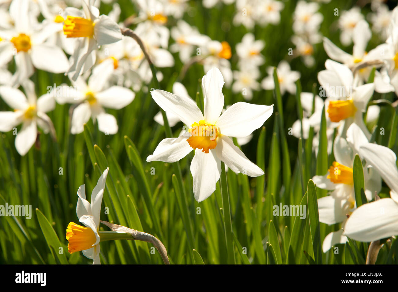 ein Feld von Narzissen in voller Blüte, Frühling, Wales UK Stockfoto
