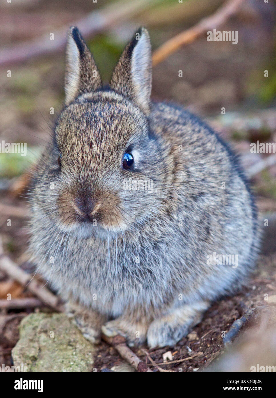 Baby europäischen Wildkaninchen (Oryctolagus Cuniculus), UK Stockfoto