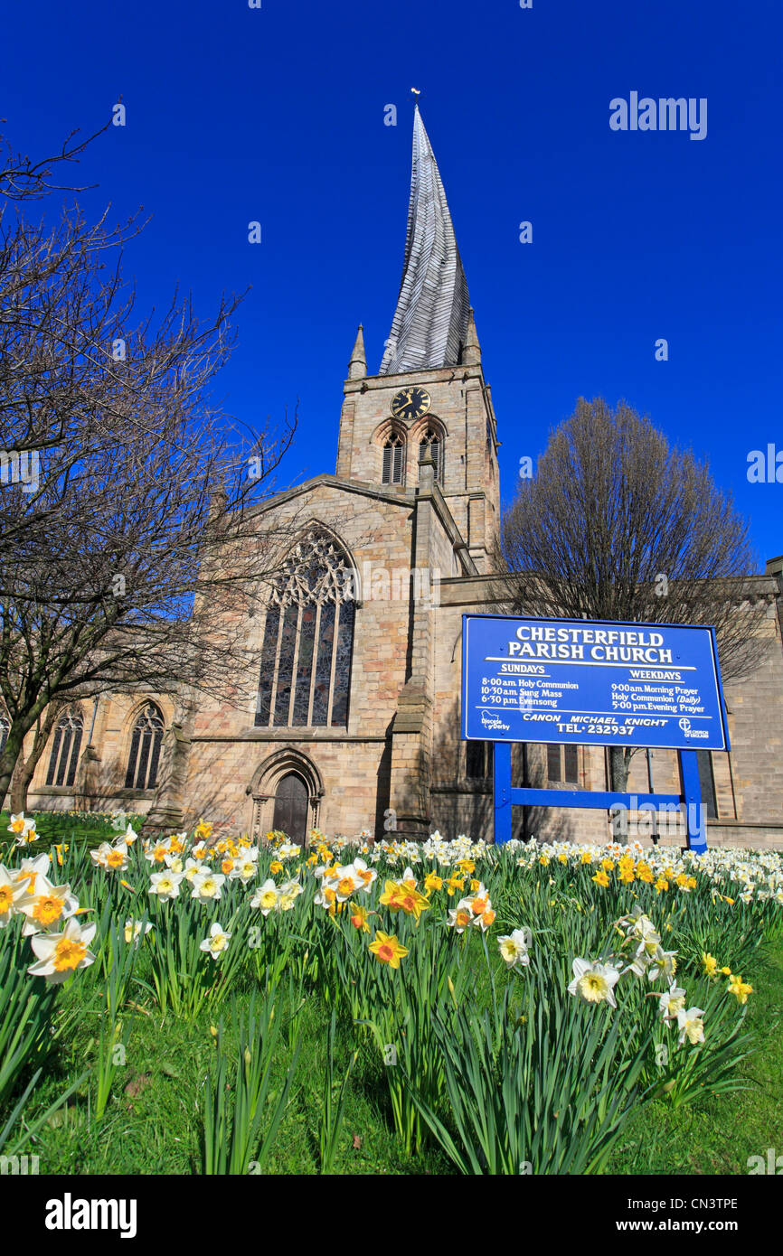 Frühling-Narzissen in der St. Marys Church mit seiner berühmten Crooked Spire, Chesterfield, Derbyshire, England. UK Stockfoto