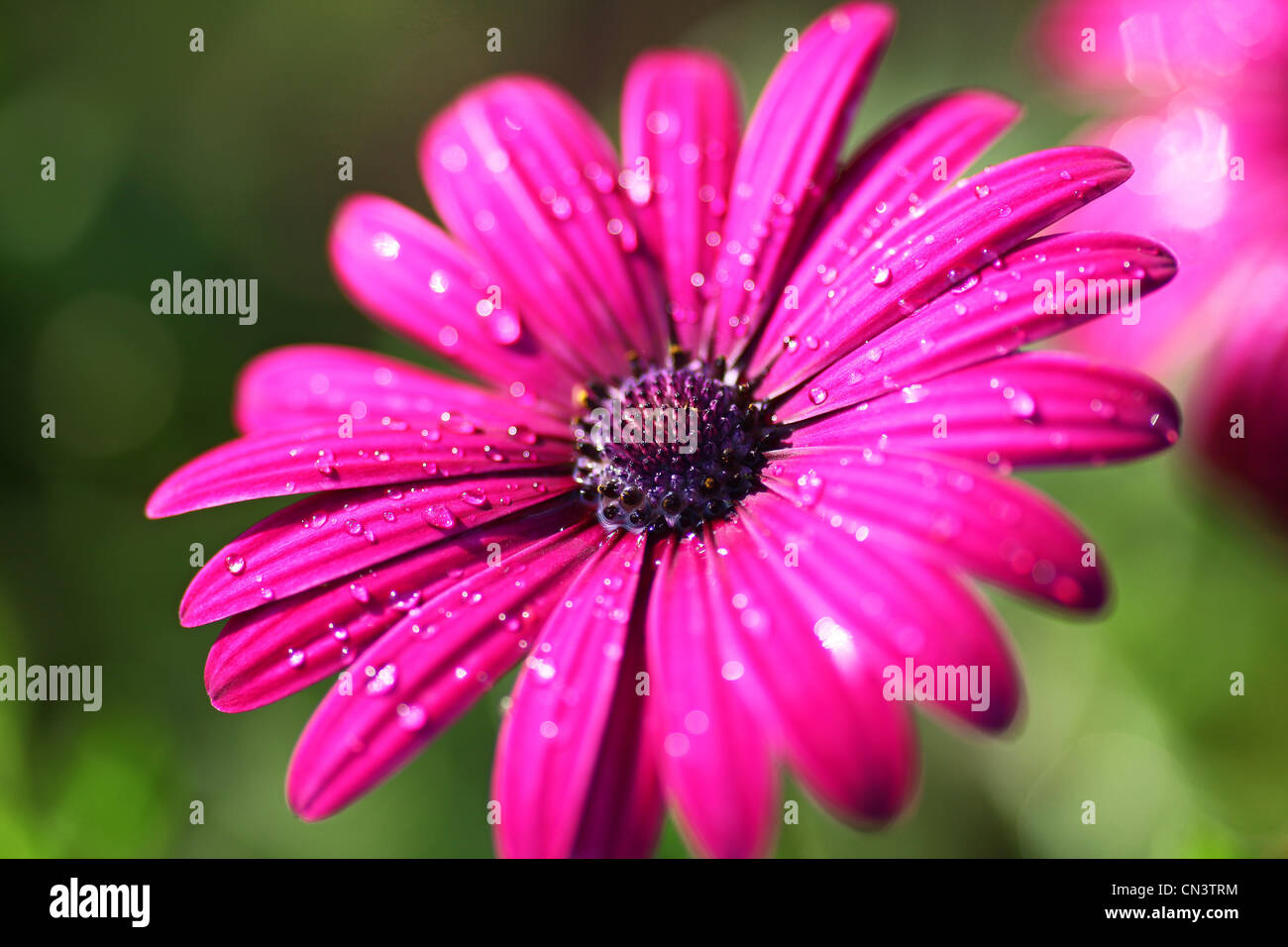 Eine Osteospermum oder Herbers, South African Daisy, Cape Daisy, blauäugige Daisy Blume Stockfoto