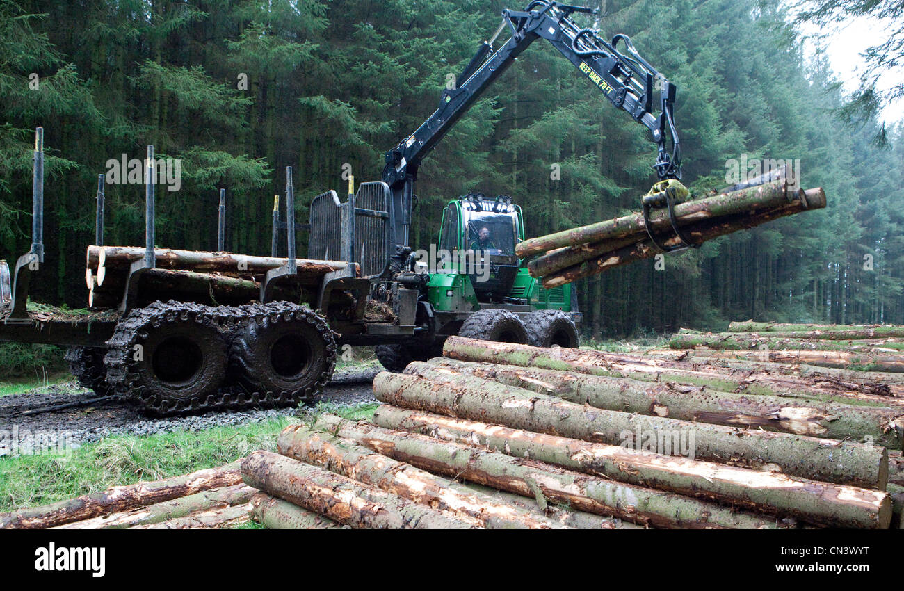 Kommerzielle Forstwirtschaft ein Spediteur, Geländewagen, Kommissionierung Aufarbeitung schneiden Bäume Holz im Wald Forestry Commission, UK Stockfoto