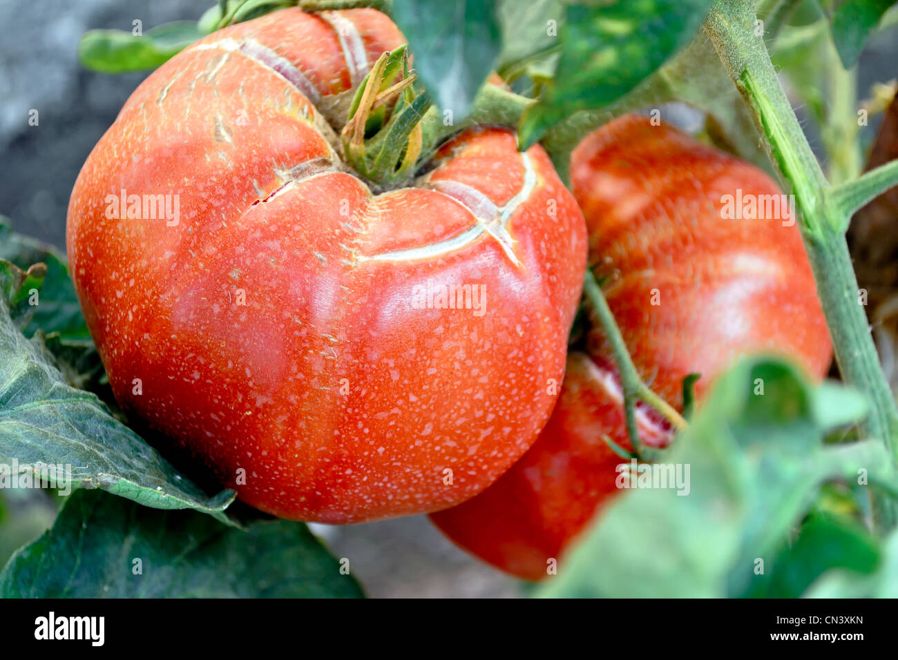 Nahaufnahme von großer Frische rohe rote Tomaten noch an der Pflanze Stockfoto