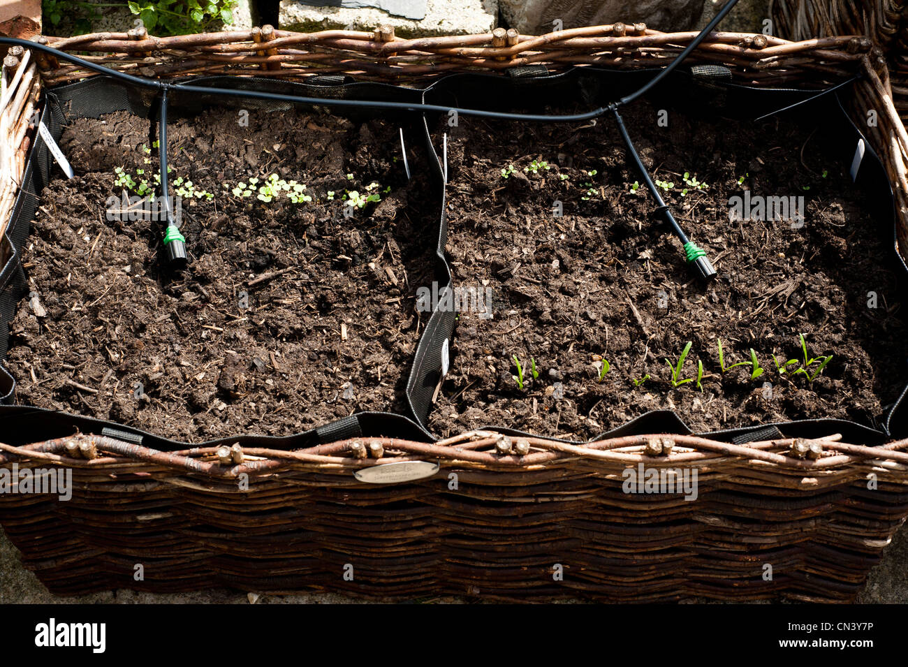 Gemischter Blattsalat, Salat und Spinat Sämlinge wachsen in einem pflanzlichen Blumenkasten mit inländischen Bewässerungssystem im Vereinigten Königreich Stockfoto