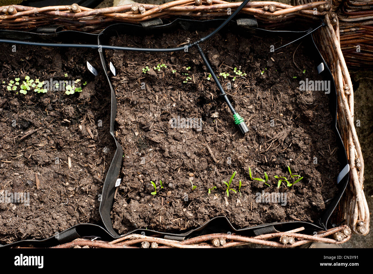 Salat "Chartwell" und Spinat Sämlinge wachsen in einem pflanzlichen Blumenkasten mit inländischen Bewässerungssystem im Vereinigten Königreich Stockfoto