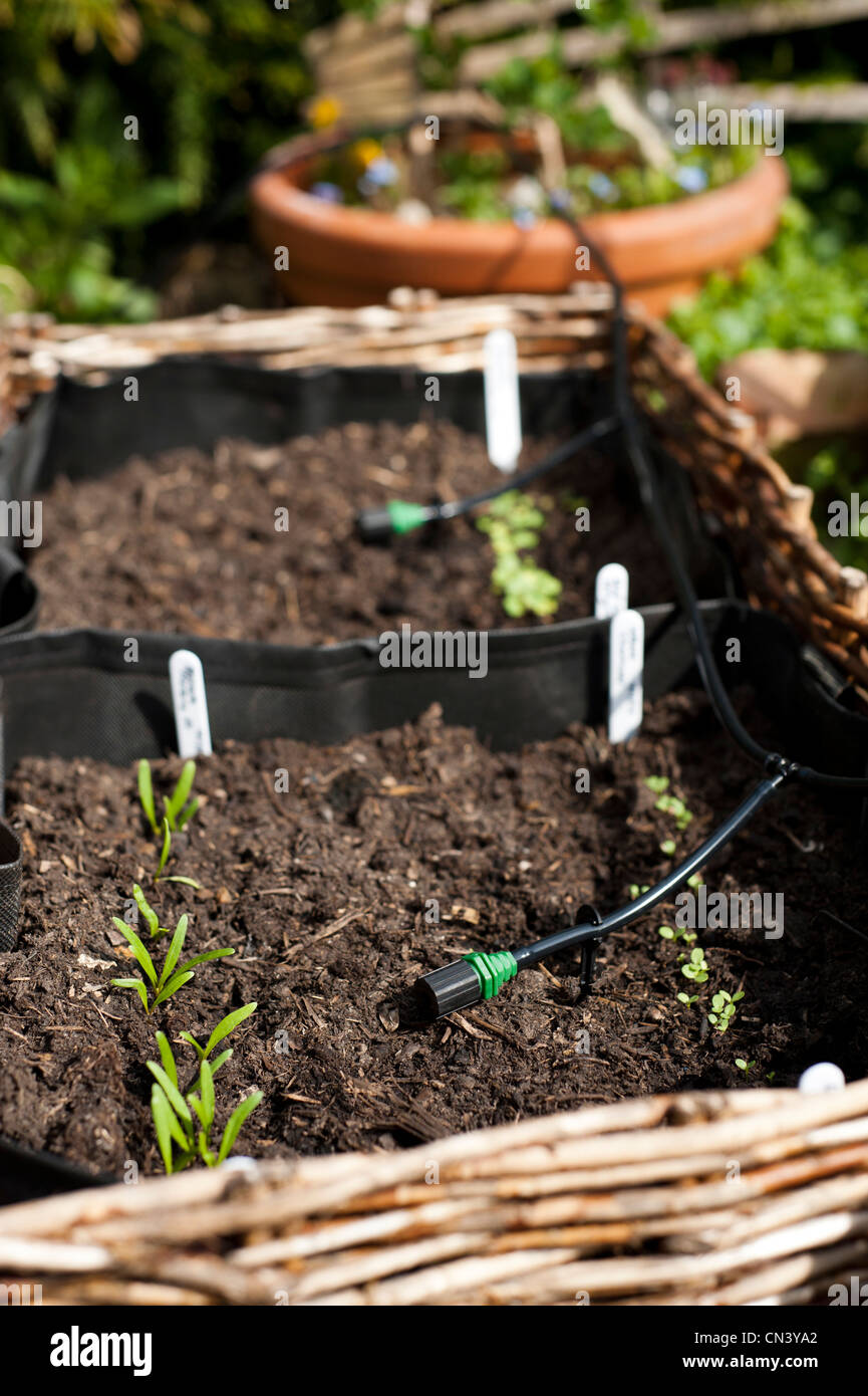 Spinat "Fiorano" und Salat "Chartwell'growing in einem pflanzlichen Blumenkasten mit inländischen Bewässerungssystem im Vereinigten Königreich Stockfoto