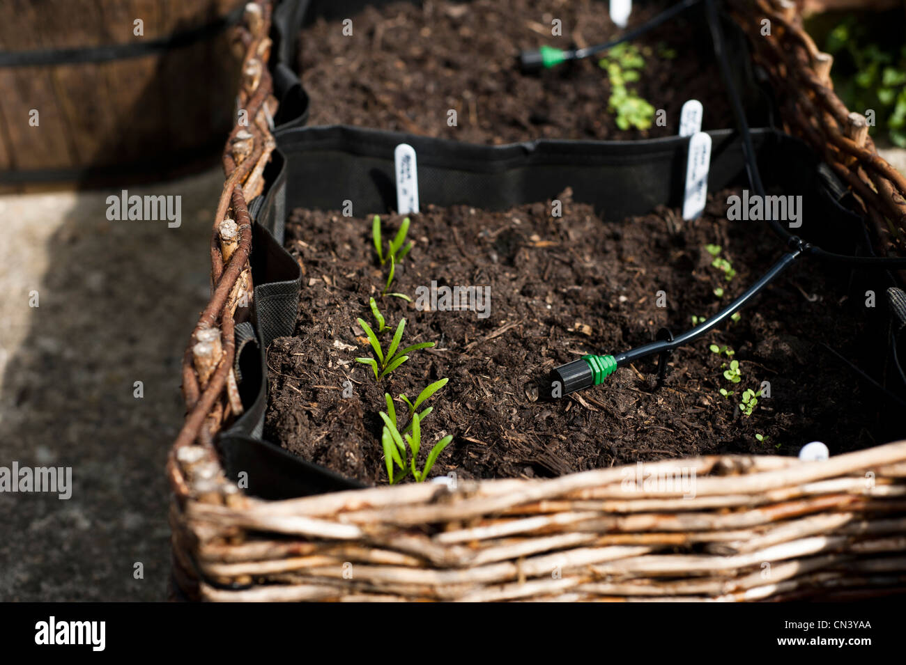 Spinat "Fiorano" und Salat "Chartwell'growing in einem pflanzlichen Blumenkasten mit inländischen Bewässerungssystem im Vereinigten Königreich Stockfoto