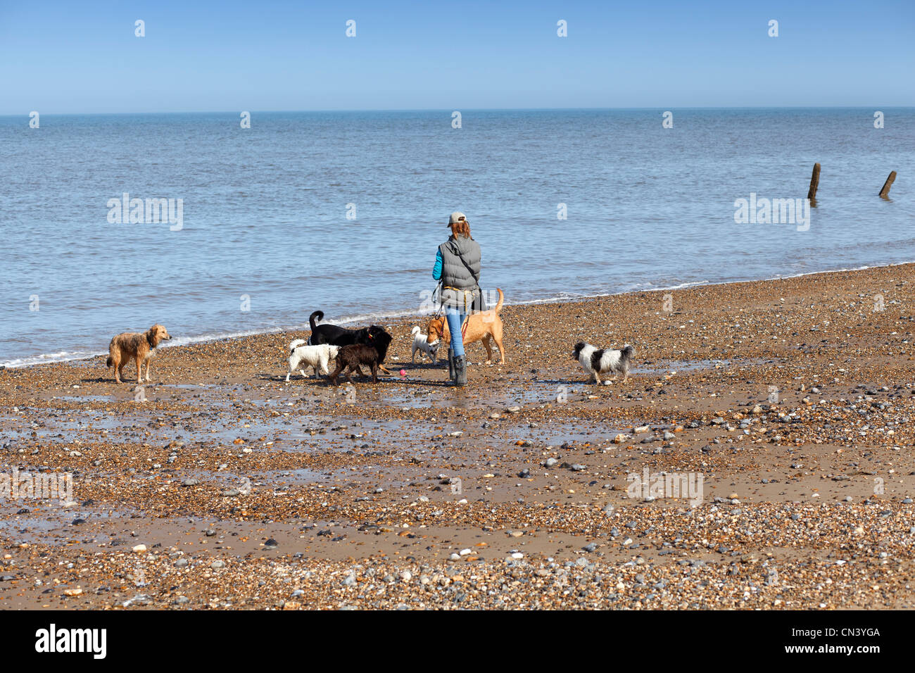 Eine Gruppe von Rettungshunden spielen am Strand mit dem Handler, North Norfolk, UK Stockfoto