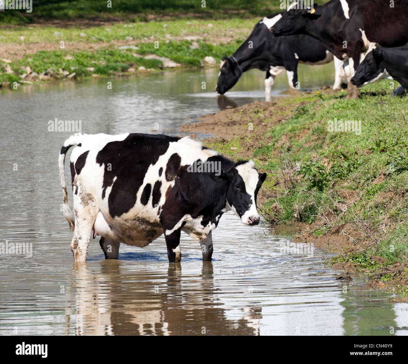 Holstein friesian rinder -Fotos und -Bildmaterial in hoher Auflösung ...