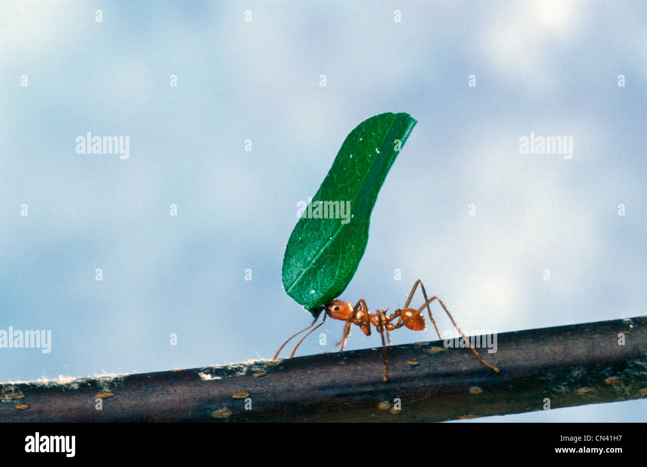 Blatt-Schneiden Ameisen auf Nahrungssuche Arbeiter Stockfoto