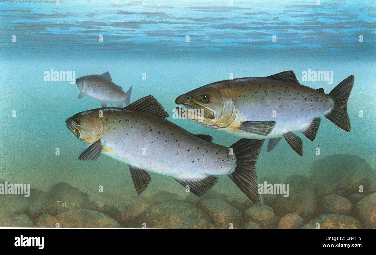 Lachs kunst -Fotos und -Bildmaterial in hoher Auflösung – Alamy