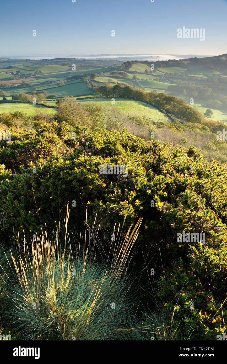 Ein Blick auf sanften Hügeln aus Pilsdon Feder, Dorset, auf ein Herbstmorgen gesehen. Stockfoto