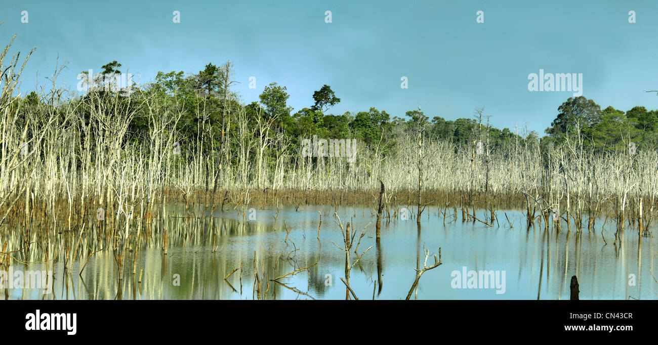 See im tiefen Wald, Panorama Stockfoto