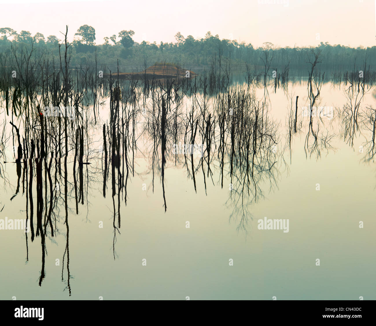 See im tiefen Wald, Panorama Stockfoto