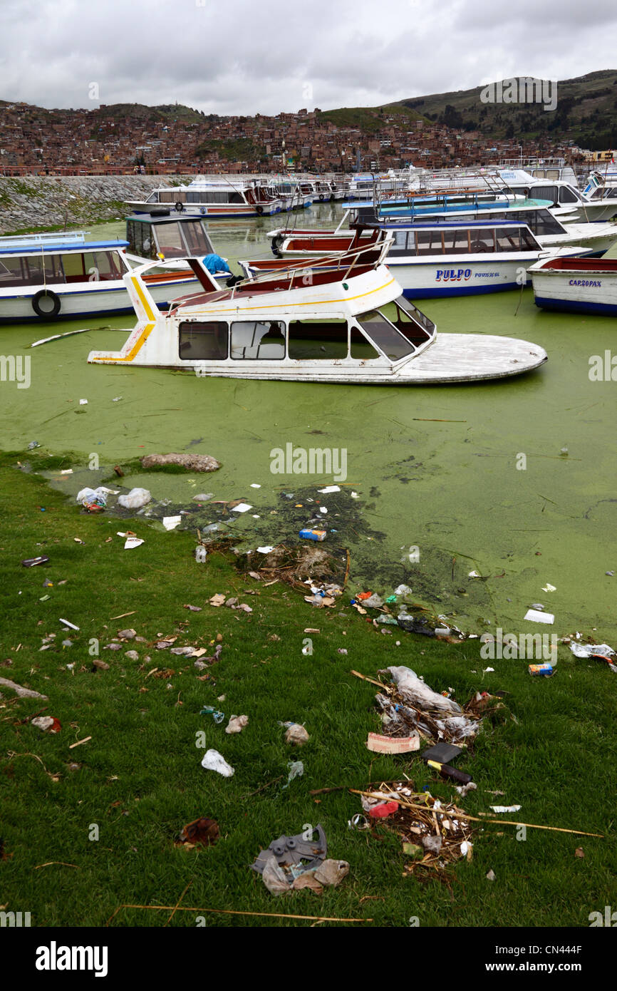 Versunkene Start in Wasserlinsen (Lemnoideae Familie) und Wurf im Hafen, Titicaca-See, Puno, Peru Stockfoto
