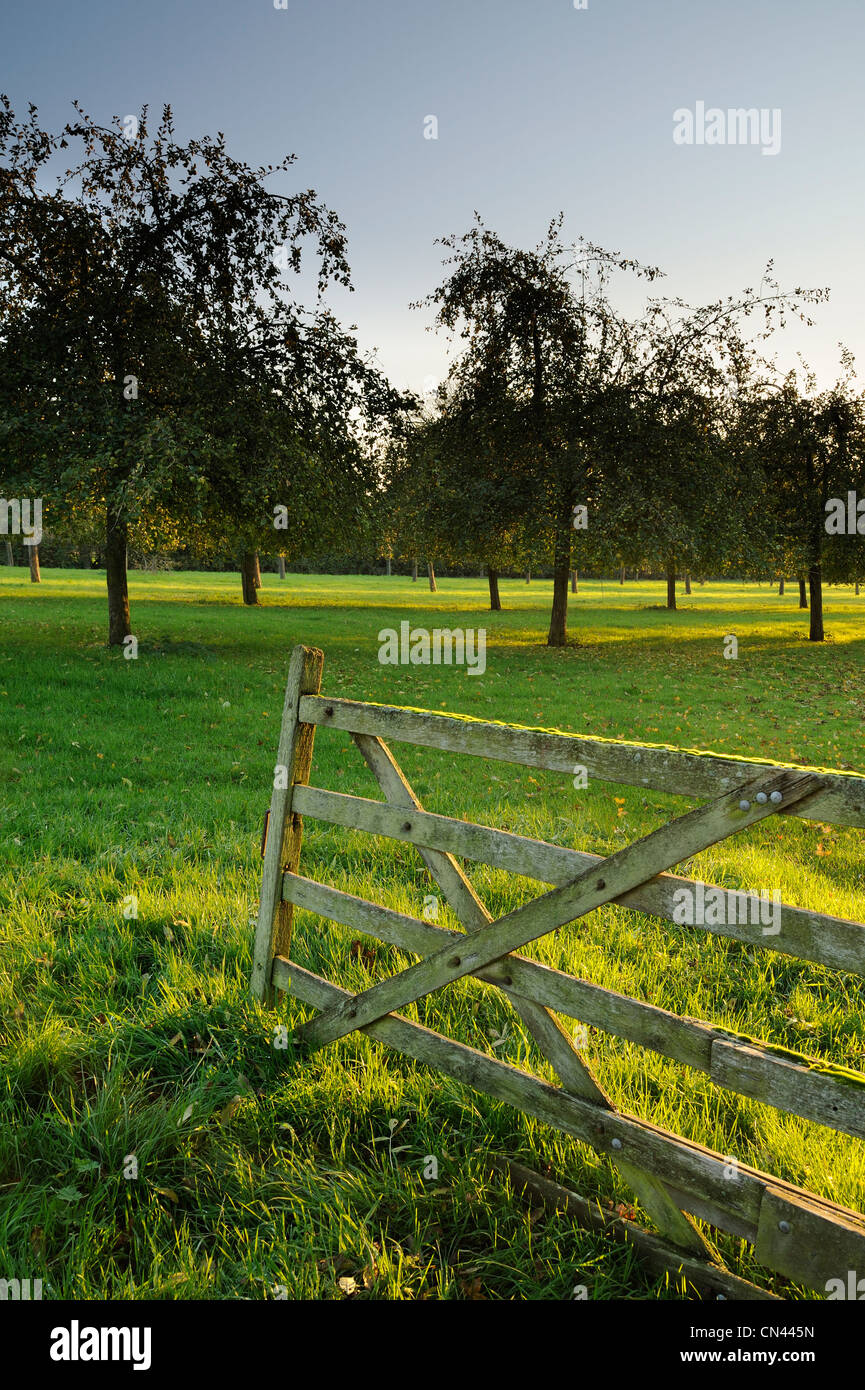 Ein verwitterter Holztor öffnen in einem Obstgarten in einem Dorf auf den Somerset Levels, UK. Stockfoto