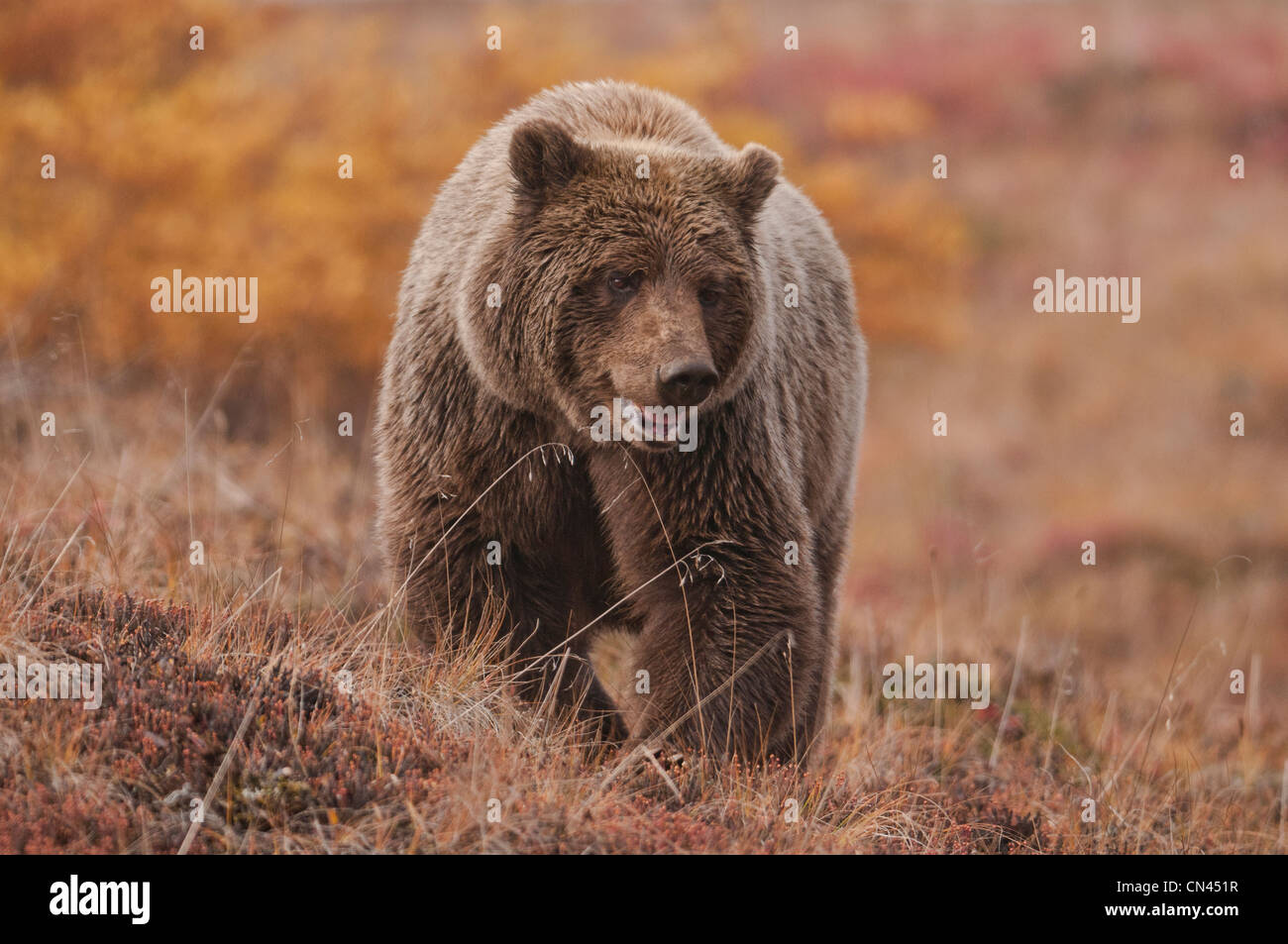 Grizzly Bär (Ursus Arctos) Sau reist die Herbst Tundra im Denali-Nationalpark, Alaska. Stockfoto
